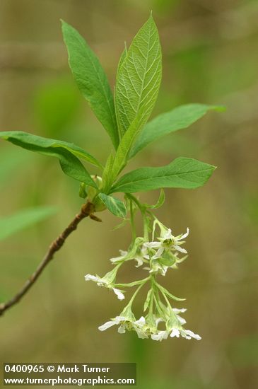 Indian Plum blossoms & foliage