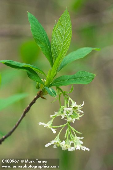 Indian Plum blossoms & foliage