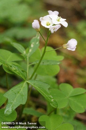 Coast Toothwort (Milkmaids)