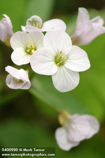 Coast Toothwort (Milkmaids) blossoms detail