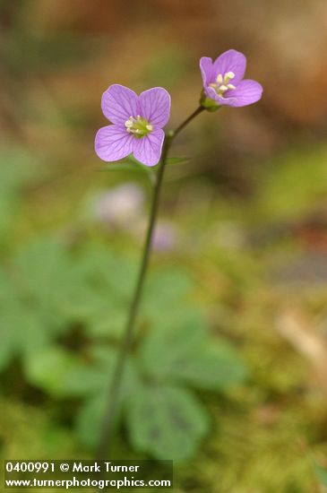 Slender Toothwort
