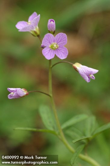 Slender Toothwort blossoms detail