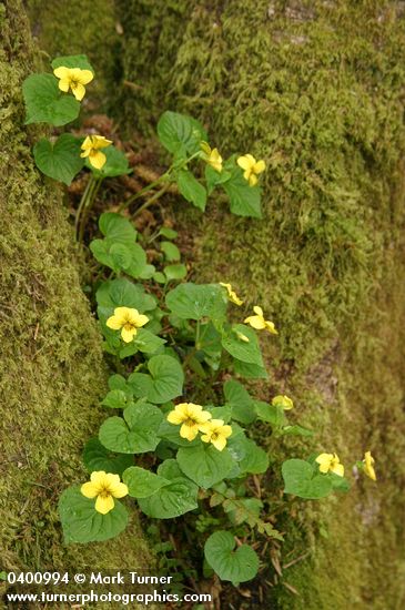 Smooth Yellow Violets among moss in crotch of tree