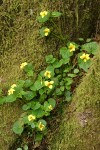 Smooth Yellow Violets among moss in crotch of tree