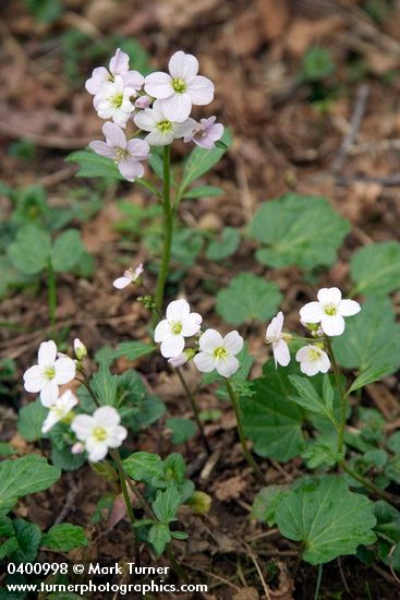 Coast Toothwort (Milkmaids)