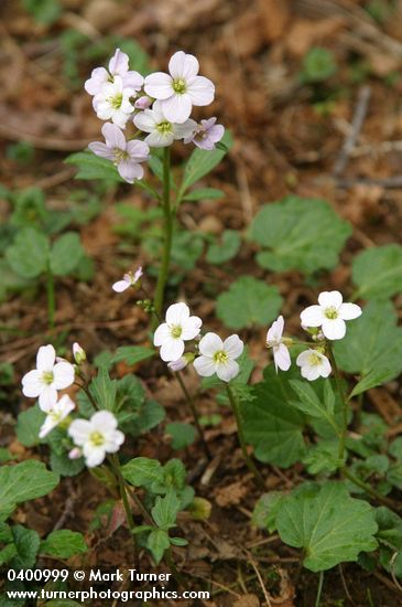 Coast Toothwort (Milkmaids)