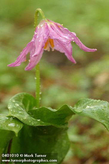 Coast Fawn Lilies