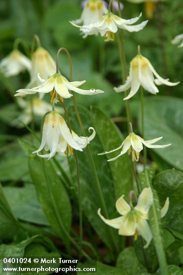 Oregon Fawn Lilies