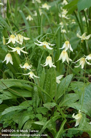 Oregon Fawn Lilies