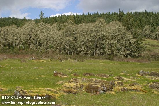 Jasper Prairie early spring w/ Oregon White Oaks bkgnd under stormy sky