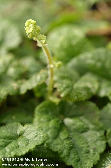 Saucer Bishops Cap (Oval-leaved Mitrewort)