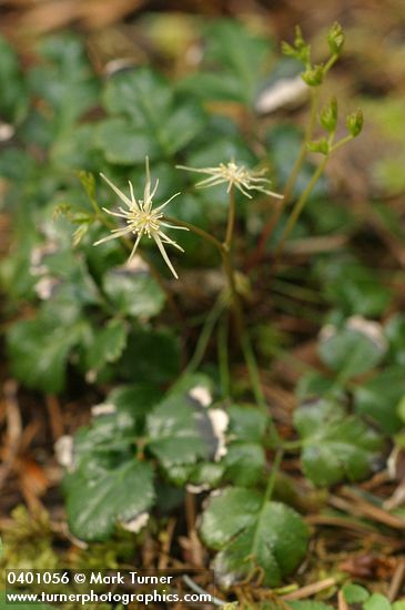 Cut-leaved Goldthread