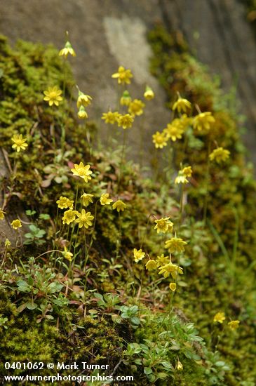 Spring Gold on moss-covered cliff