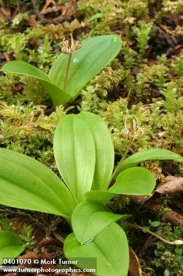 Oregon Fetid Adder's Tongue
