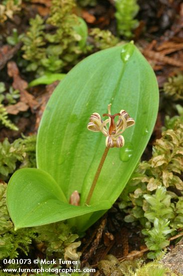 Oregon Fetid Adder's Tongue