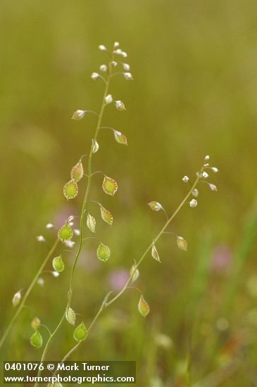 Fringe Pod blossoms & immature seed pods