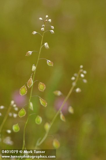 Fringe Pod blossoms & immature seed pods