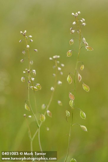 Fringe Pod blossoms & immature seed pods