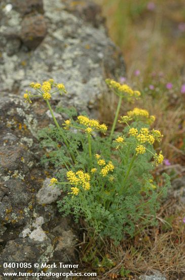 Gray's (Pungent) Desert Parsley