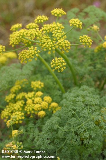 Gray's (Pungent) Desert Parsley blossoms & foliage