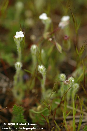 Slender Popcorn Flower
