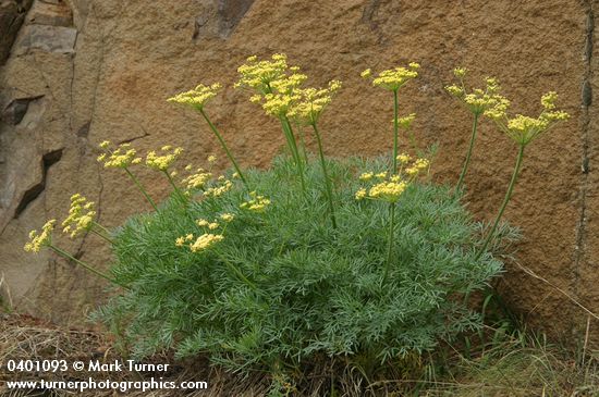 Smooth Desert Parsley on basalt cliff