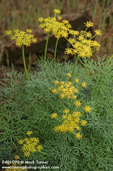 Smooth Desert Parsley blossoms & foliage