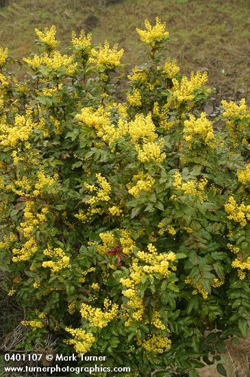 Shining Oregon Grape