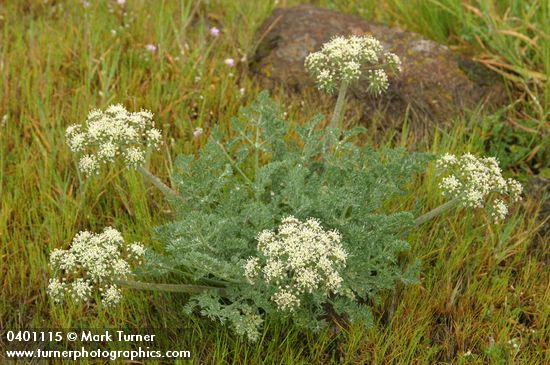 Large-fruited Biscuitroot