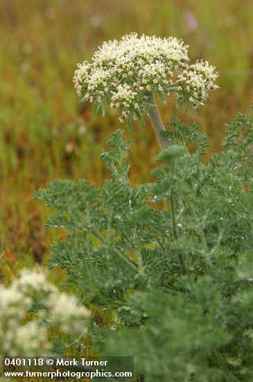 Large-fruited Biscuitroot blossoms & foliage