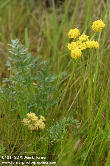 Cous Lomatium