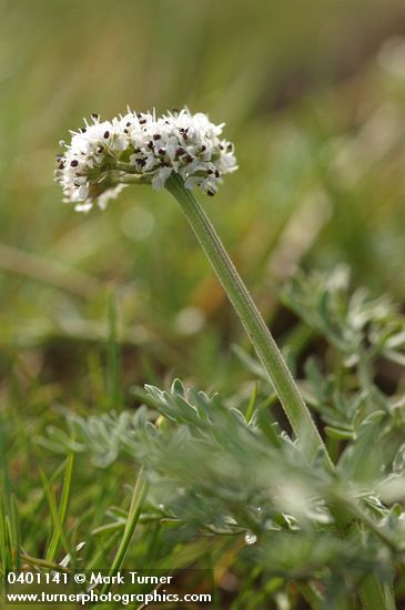 Salt and Pepper Lomatium