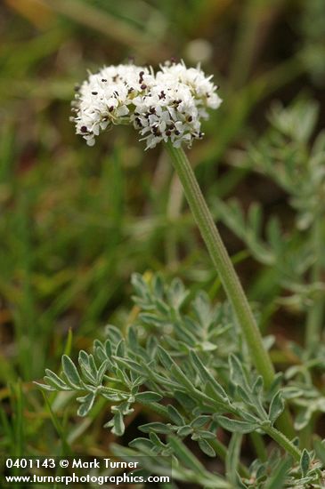Salt and Pepper Lomatium
