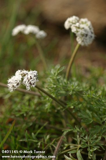 Salt and Pepper Lomatium