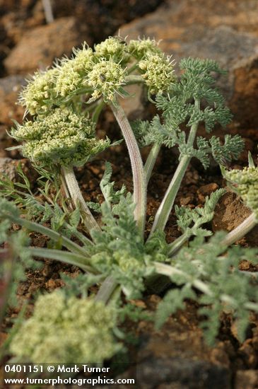 Large-fruited Biscuitroot