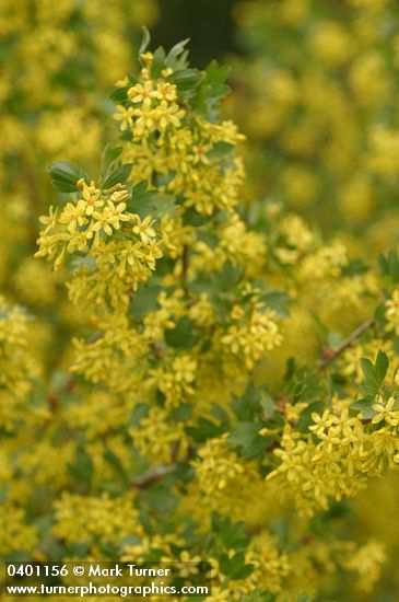 Golden Currant blossoms & foliage