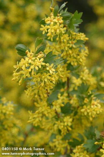 Golden Currant blossoms & foliage