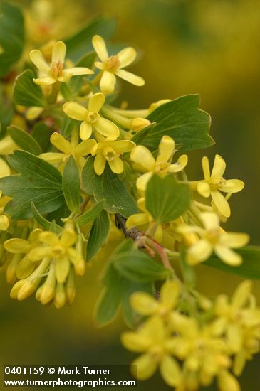 Golden Currant blossoms & foliage detail