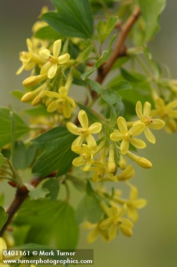 Golden Currant blossoms & foliage detail