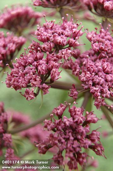 Columbia Desert Parsley blossoms detail