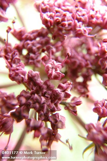 Columbia Desert Parsley blossoms extreme detail