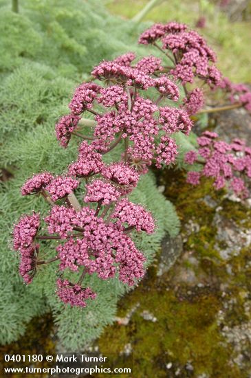Columbia Desert Parsley