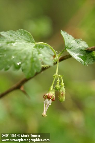 Straggly Gooseberry blossom & foliage detail