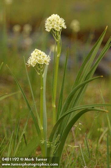 Death Camas