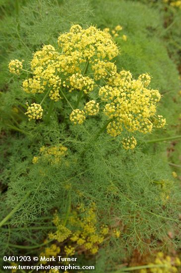 Gray's (Pungent) Desert Parsley blossoms & foliage