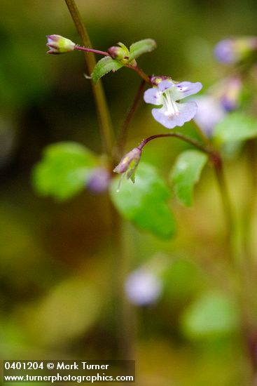 Small-flowered Tonella