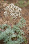 Canby's Desert Parsley
