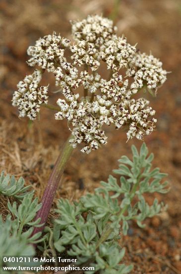 Canby's Desert Parsley