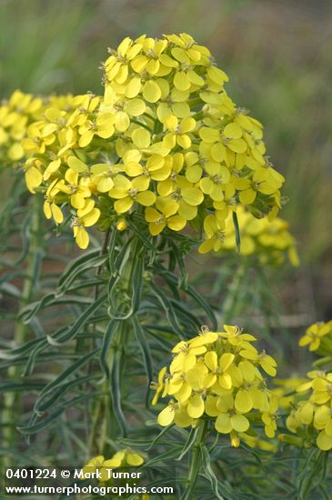 Pale Wallflower
