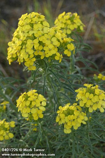 Pale Wallflower